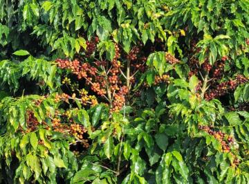 Rural , Coqueiral · Fazenda de Café à venda – Coqueiral/MG