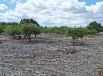 Terreno , Jijoca de Jericoacoara · Propriedade com terreno para plantação de Eucalipto