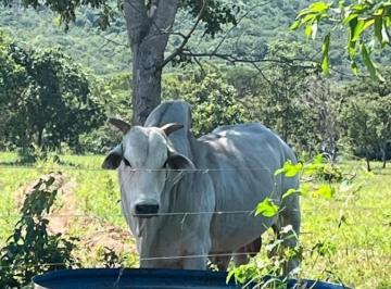 202508111749173840.jpeg · Fazenda para Venda em Buritis