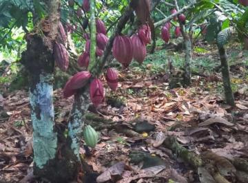 Rural , Itajuípe · FAZENDA BARRO PRETO 59HA -  ILHÉUS x ITAJUIPE