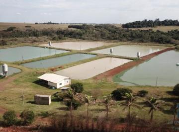 Foto 15 · Sítio Produtivo de 5 alqueires, 7 tanques, em São Miguel do Iguaçu PR