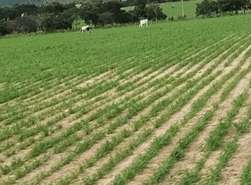 Rural , Bonito de Minas · Fazenda 1.100 hectares em Bonito de Minas