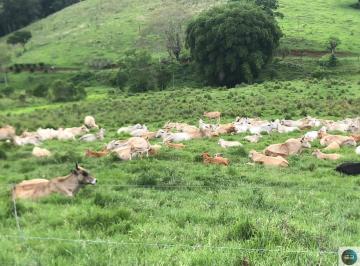Rural · 500m² · 4 Quartos · 10 Vagas · Fazenda com 54 alqueires em Guaratinguetá