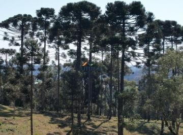 Foto 01 · Chácara - Campo Alegre