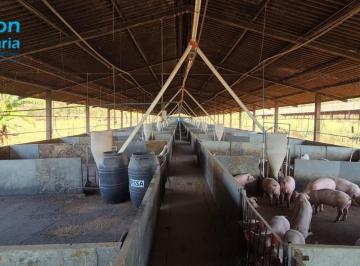 Foto 01 · Fazenda produtiva com barracões de suínos e pecuária de corte em Araguari, MG: oportunidade imperdív