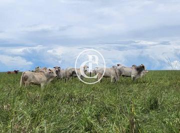Rural · 300m² · 3 Quartos · 10 Vagas · Fazenda Premium-Pecuária Estrutura a 35 Km de Campo Grande /MS