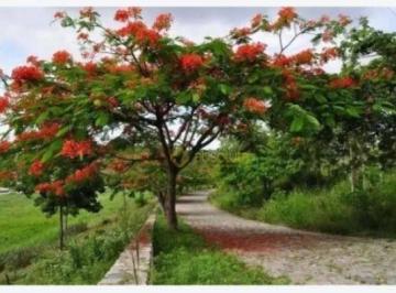 0fb75e5e8cef2b3f90e969e92750a6de09e6cd5b · Área à venda, 57000 m² por R$ 14.500.000,00 - Matriz - Vitória de Santo Antão/PE