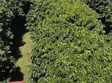 34e744b3fd9288227cc31169bd2e75e92a04b6bb · Fazenda Produtiva de Café – Capelinha, Minas Gerais