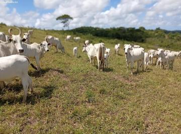 2025091916181698.jpg · Fazenda para Venda em Mata de São João, Vargem Grande, 2 dormitórios, 1 suíte, 1 banheiro, 4 vagas