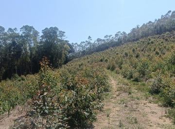 Rural · 24200m² · Área de 1 alqueire com nascente