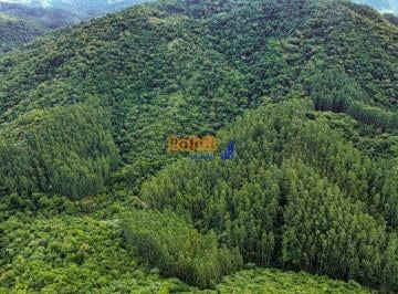mtwrml42ognly2ixztdjn2q3_md · Anitápolis – 26ha com nascente e 15 mil eucaliptos de 15 anos