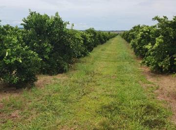 Foto 01 · *EXCELENTE FAZENDA DE LARANJA NA REGIÃO DE AVARÉ-SP* ?? ? ?? *EXCLUSIVIDADE DE VENDA* ?? - Área