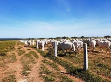 aadb51ed9e014716008900ab2257fec6.jpeg · Fazenda / Sítios / Chácaras à venda em Januária, no bairro Centro