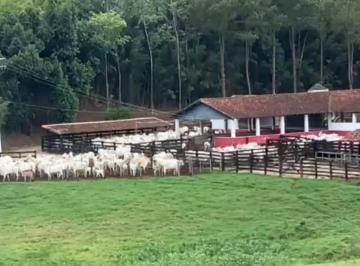 Foto 01 · *EXCELENTE FAZENDA A VENDA NO VALE DO PARAÍBA NO ESTADO DE SÃO PAULO-SP* ??    Área Total: 330 Alque