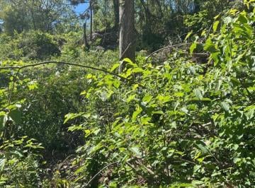 745829_i2YT69aQ8fRA4L4_74582968dad1460e18a.jpg · Terreno 435 m2 - Loteamento Bosque das Araucárias - Linha Imperial  - Nova Petropolis