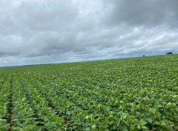 Rural de 4 quartos, São João D'Aliança · Faz: pronta para lucro em São João da Aliança Goias  3.500 ha, 