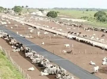 Rural · 4646ha · 3 Quartos · BELÍSSIMA FAZENDA NO NORTE DO PARA