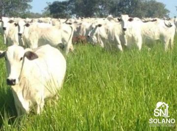 Rural · 1167m² · 3 Quartos · Fazenda a Venda no Município de Poconé. Mato Grosso