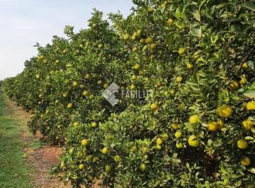 0 · Fazenda com laranjal produzindo em Avaré - SP