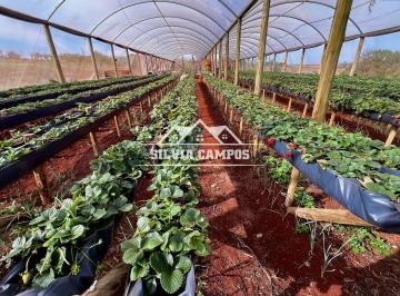 Rural · 140m² · 3 Quartos · 1 Vaga · Chácara Porteira fechada à venda, Área Rural de Toledo, TOLEDO - PR