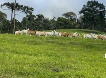 8a8d88b2c2773194738beeba4a26b92908357202 · Fazenda à venda, 1470000 m² por R$ 4.851.000,00 - Área Rural - Santa Rita de Caldas/MG