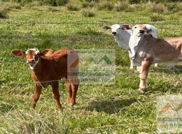 Rural · 34000m² · Excelente Fazendinha com 34 Hectares em Rio Bonito  RJ