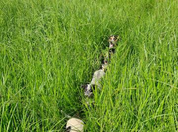 @LeonardoBraz.com.br · Fazenda à venda em Faina -Goiás
