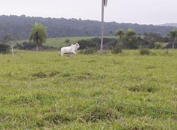 Rural de 13 quartos, Tacuru · – FAZENDA PINDORAMA EM GOIAS 5.561.1857 has Pronta para lucrar