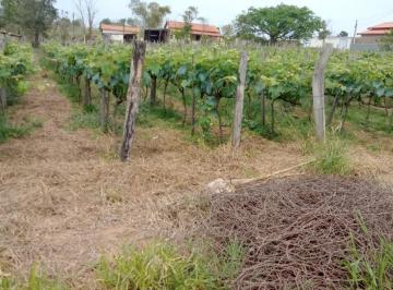 Foto 12 · 3.200 alqueire 3000 pés de uva,100 de pitaia, represa com peixe,casa 2 quarto,água da sabesp,excelen