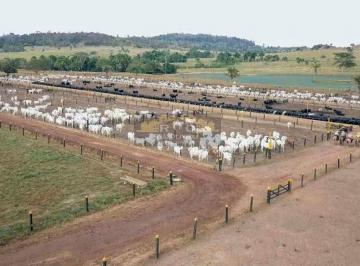 202510131555128667.jpg · Fazenda para Venda, ....