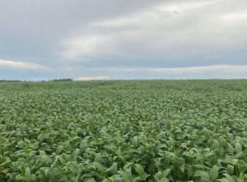 Rural · 19500000m² · FAZENDA A VENDA NA REGIÃO DE PALMAS-TO!