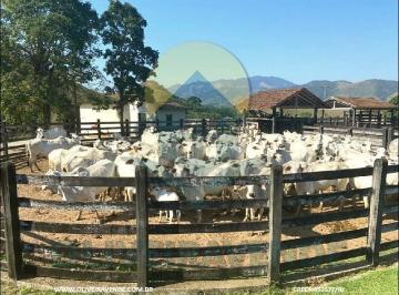 202510172319237945.jpg · Fazenda para Venda em Rio Bonito, Braçanã, 6 dormitórios, 6 suítes, 3 banheiros, 2 vagas