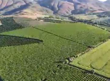 Rural · 473m² · Fazenda de café na região de Carmo do Rio Claro - NJ1