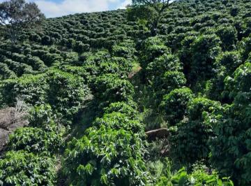 Rural · 72600m² · Sítio de 3 alqueires com 18 mil pés de café manual em Muzambinho-MG! NJ1