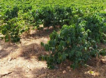 Rural · 48400m² · Sítio de 2 alqueires com 17 mil pés de café tratorável em Muzambinho MG - NJ1