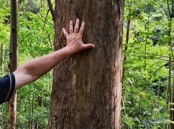 Rural , Riozinho · 343 hactares, parte c/ Eucalipto e pinus 