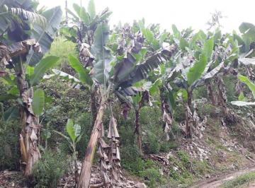 Rural , Miracatu · Sitio de 16 alqueires + nascente + pés de banana.
