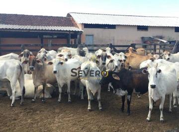 Imagem 1 · Fazenda para venda em Centro (São Vicente), Araruama