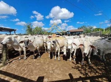 Imagem 1 · Fazenda