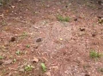 Terreno , Mairiporã · Terreno