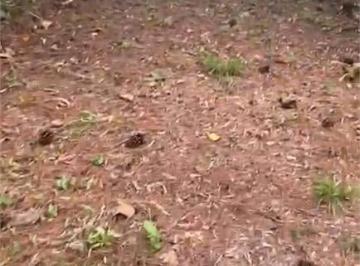 Terreno , Mairiporã · Terreno