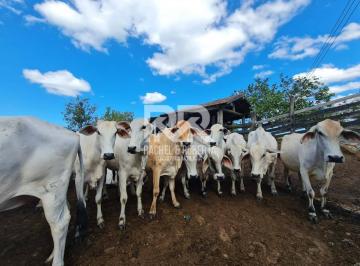 Rural · 1258400m² · Fazenda Perobas – 52 Alqueires – Araruama (RJ)
