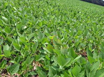 38f9b502c0e566fb779ae418a4833c4cba485fb3 · Fazenda 7.200 HA à venda a 15 km de Querência no Mato Grosso!