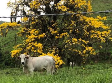 Fazenda a venda, Santa Maria Madalena, Rio de Janeiro · Fazenda a venda, Santa Maria Madalena, RJ, 30 Alqueirão, Excelente Fazenda