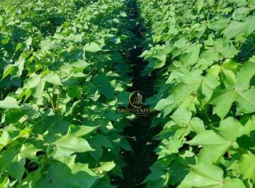 bf3d6e679e9fa7ba401dd0eadcac0ea6028f61b9 · Fazenda soja e gado com mais de 1100 Alqueires a venda em Jussara Goiás!
