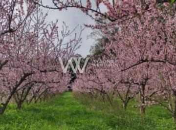 Rural · 20000m² · Rurais à venda - na Linha 40