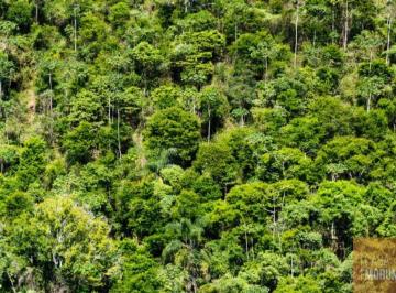 Foto 01 · Área à venda em Borba Amazonas 71.000,00 hectares de área - Compensação Ambiental e Reflorestamento
