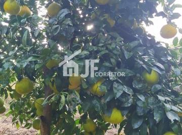 IMG_20250604_093028.jpg · Chácara, Sito  7.000 m² – Terra Fértil e Produtiva – Refúgio na Natureza portão RS
