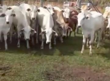 Rural de 3 quartos, Itaboraí · Fazenda em Itaboraí RJ ( Para venda ou arrendamento) Aceitando parcelamento
