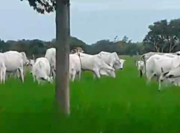Fazenda a venda, Quissamã, Macaé, Rio de Janeiro · Fazenda a venda, Quissamã/RJ, 31 alqueirão, pronta, ótima fazenda.